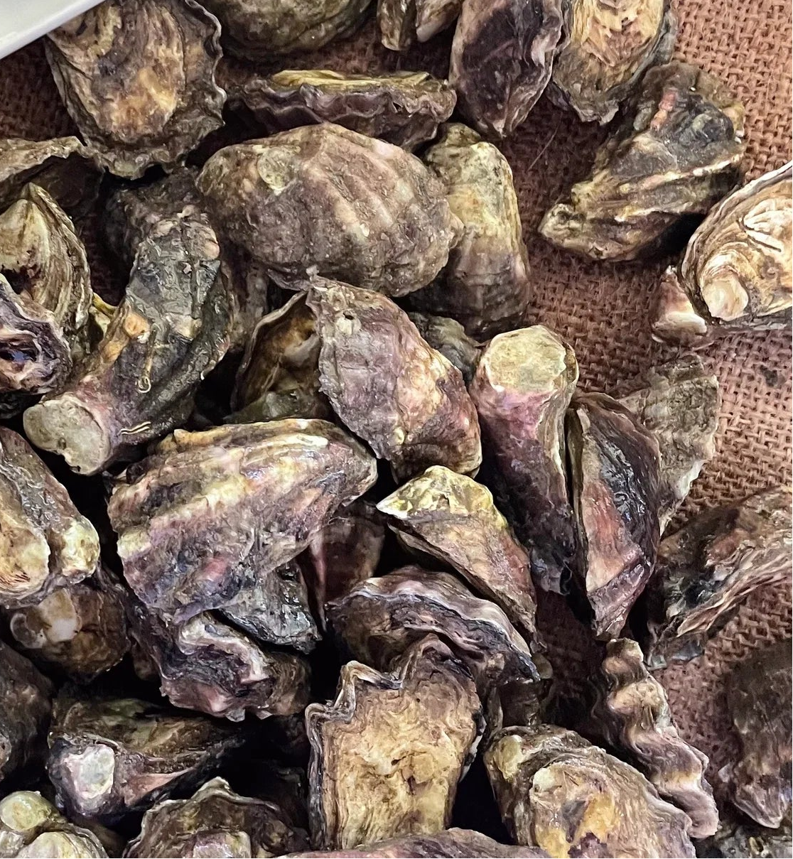 Sydney Rock Closed Oysters