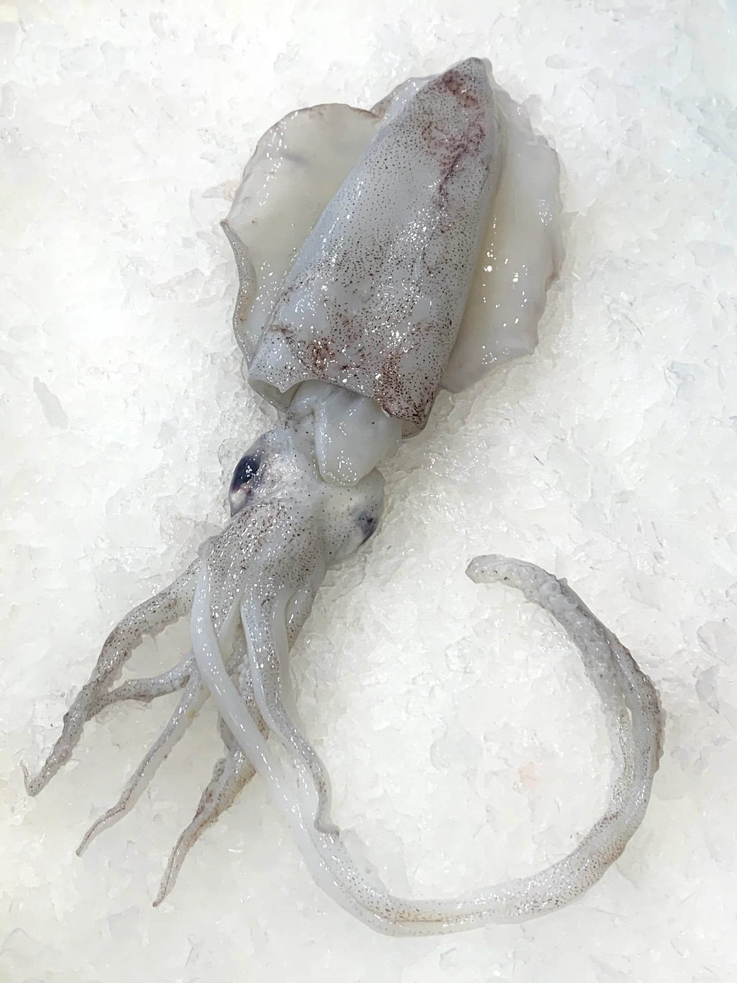 Local Fresh Calamari