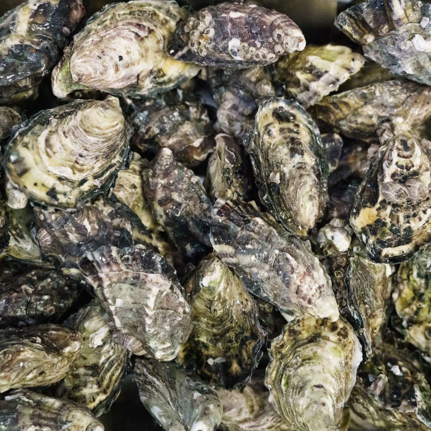 Pacific Closed Oysters