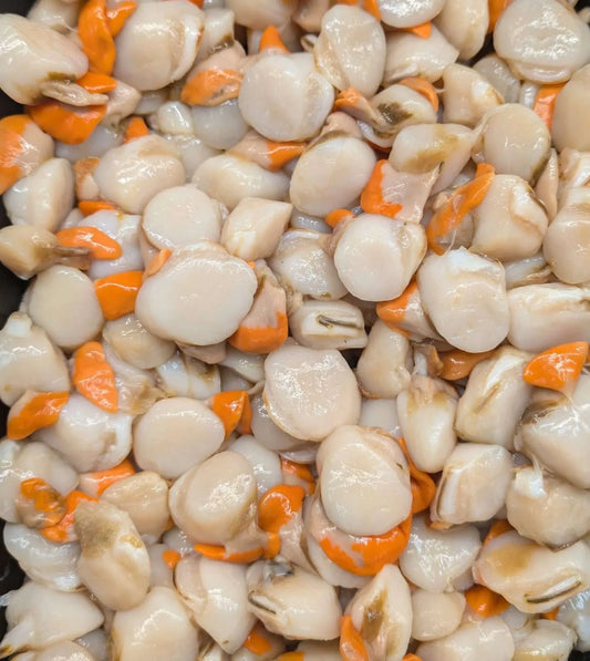 Fresh Scallops