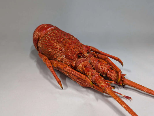 Crayfish