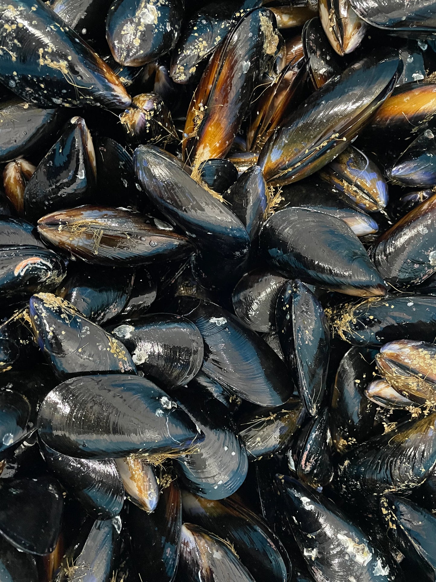 Loose Mussels