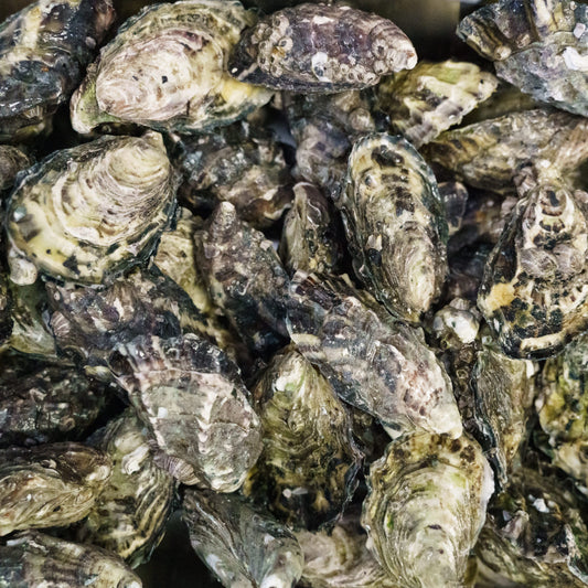 Pacific Closed Oysters