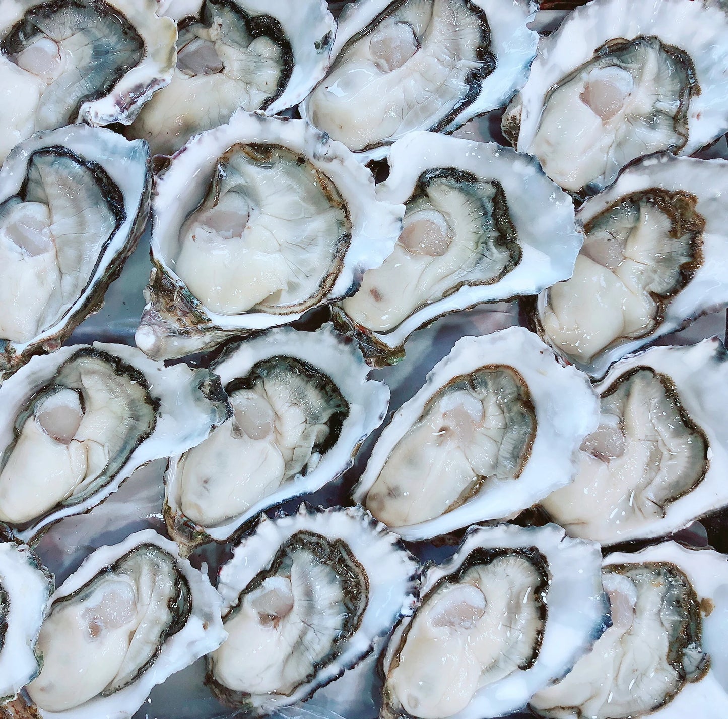 Pacific Open Oysters