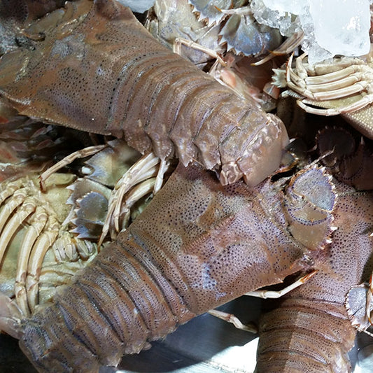 Moreton Bay Bugs Raw