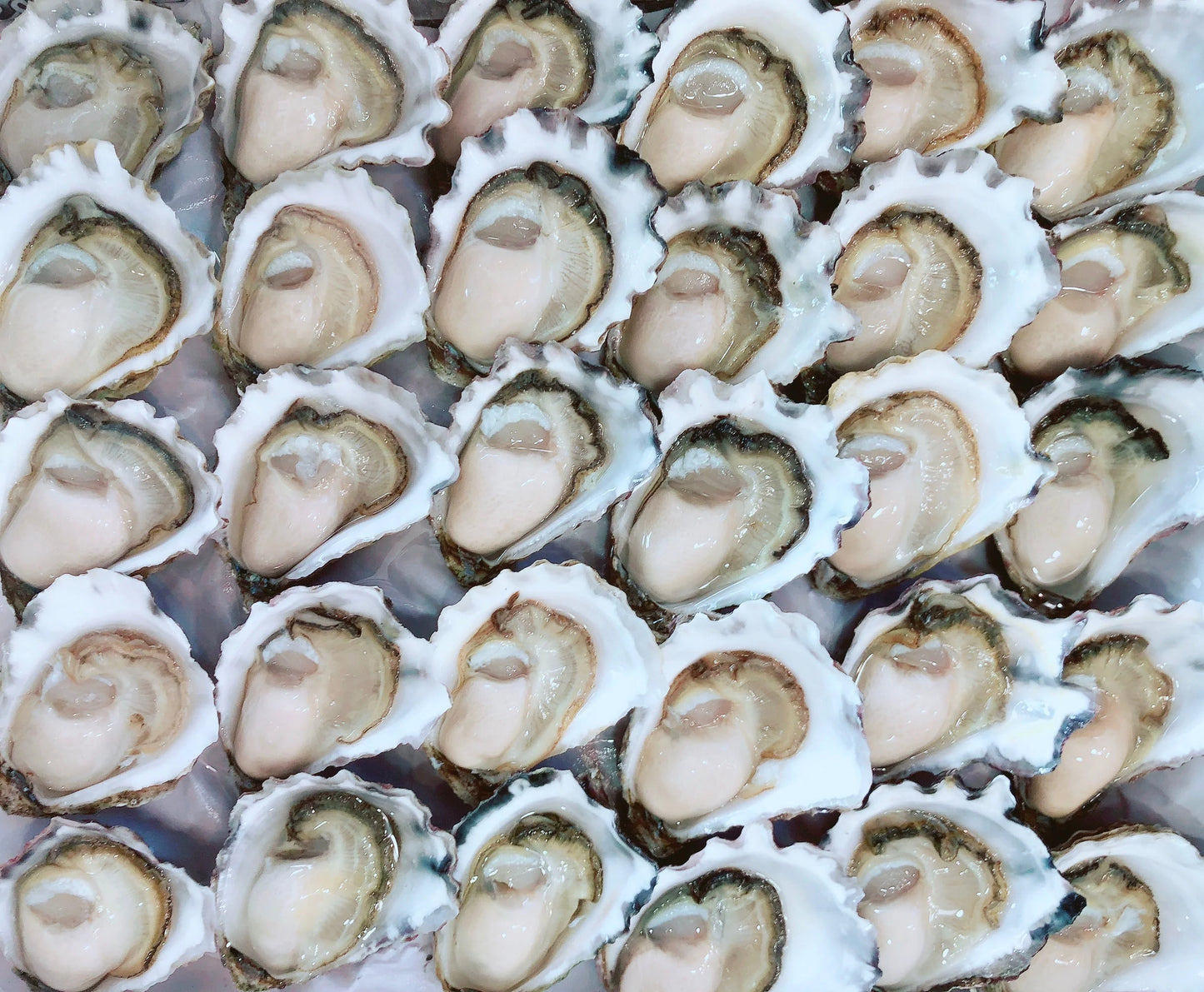 Sydney Rock Open Oysters