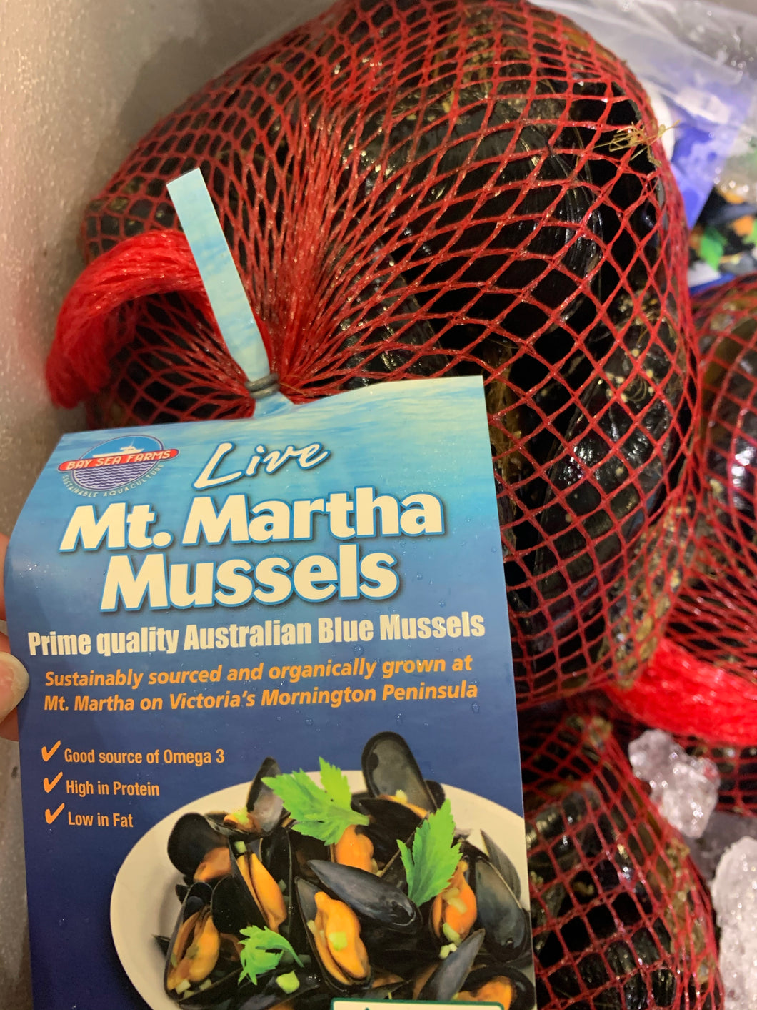 Mt Martha Net Mussels